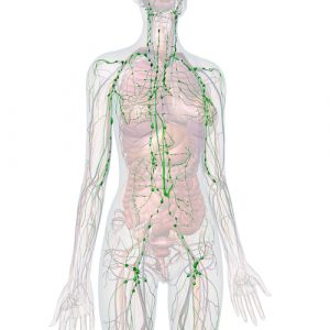 The lymphatic system is an internal drainage network made to handle swelling.